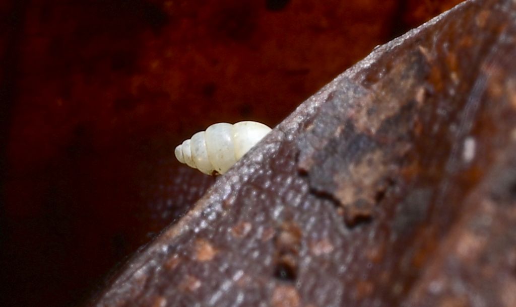 Carychium tridentatum